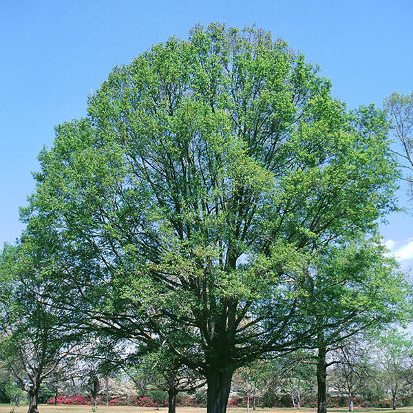 Willow Oak Trees for Sale at Arbor Day's Online Tree Nursery