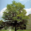 Picture of Willow Oak
