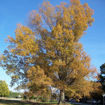 Picture of Willow Oak