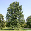 Pin Oak - Quercus palustris