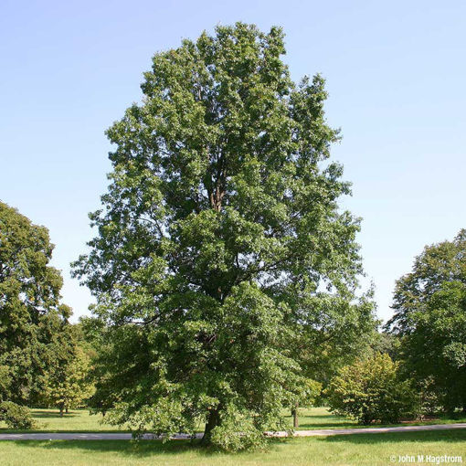 Pin Oak - Quercus palustris