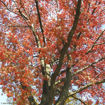 Picture of Pin Oak