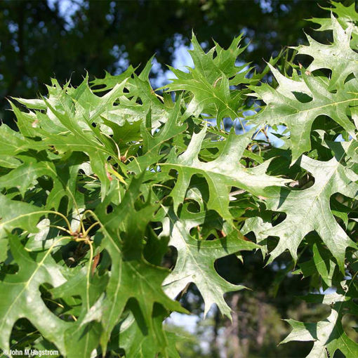 Pin Oak Trees for Sale at Arbor Day's Online Tree Nursery - Arbor Day ...