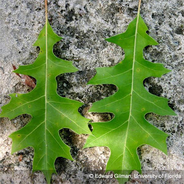 Nuttall Oak Trees for Sale at Arbor Day's Online Tree Nursery - Arbor ...