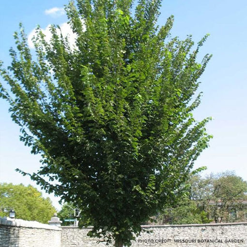 Picture of Princeton Elm