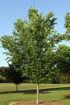Picture of Princeton Elm
