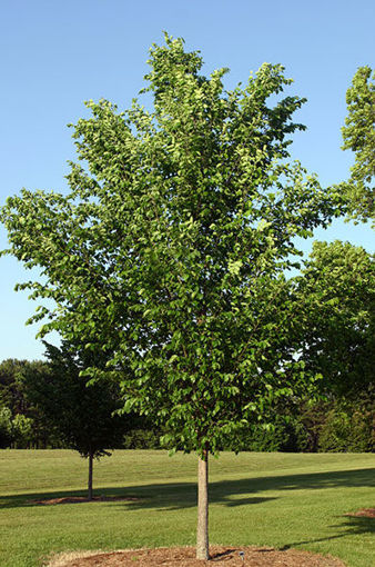 Buy Affordable Princeton Elm - Arbor Day Foundation