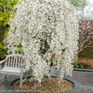 Picture of Snow Fountains Weeping Cherry