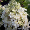 Picture of Lavalamp Candelabra Hydrangea