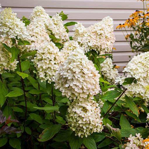 Picture of Sweet Summer Panicle Hydrangea