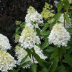 Picture of Sweet Summer Panicle Hydrangea