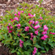 Picture of Date Night Strobe Weigela