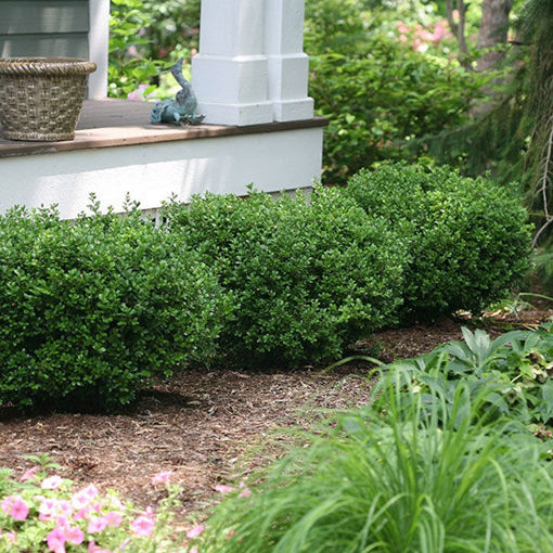 Picture of Sprinter® Boxwood