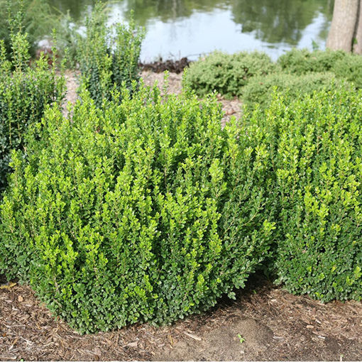 Sprinter Boxwood Shrubs for Sale at Arbor Day's Online Tree Nursery ...