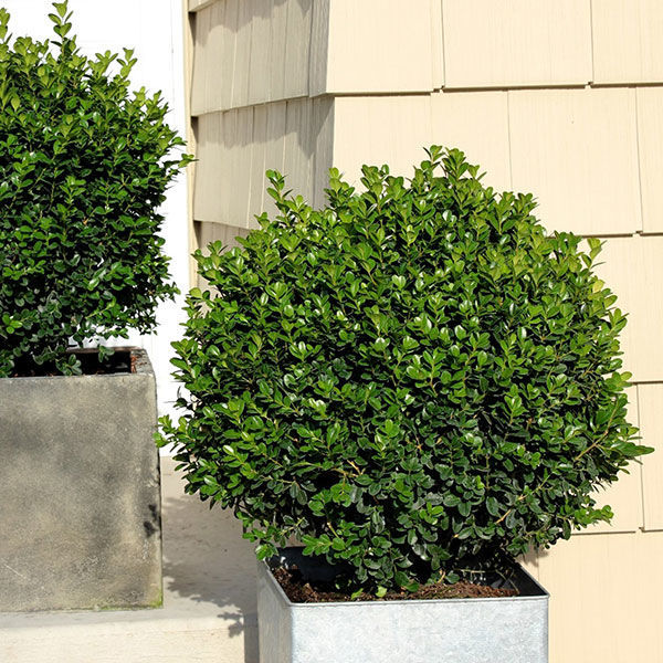 Sprinter boxwood on sale