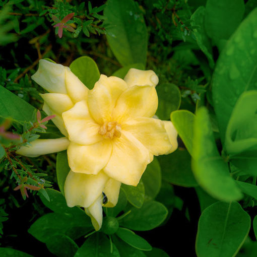 Picture of Golden Magic Jasmine Gardenia
