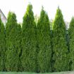 Picture of Full Speed A Hedge® American Pillar Arborvitae
