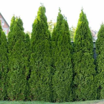 Private Jet™ Arborvitae Trees for Sale at Arbor Day's Online Tree ...