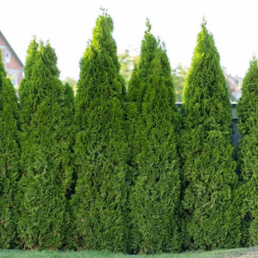Full Speed A Hedge® American Pillar Arborvitae