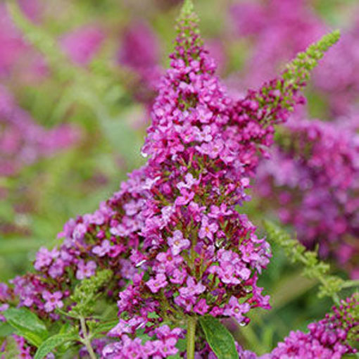 Picture of Lo & Behold Ruby Chip® Butterfly Bush