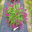 Picture of Lo & Behold Ruby Chip® Butterfly Bush
