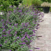 Picture of 'Blue Chip Jr.' Butterfly Bush