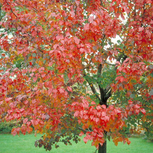 Red Sunset Maple Tree Live Plant  Outstanding Fall Color