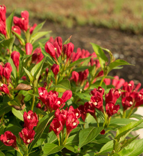 Buy Affordable Crimson Kiss Weigela Bush - Arbor Day Foundation