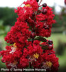 Dynamite Crapemyrtle shrub - Lagerstroemia indica Whit II P.P.# 10296