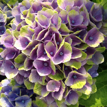 Blue Hydrangea Shrubs for Sale at Arbor Day's Online Tree Nursery ...