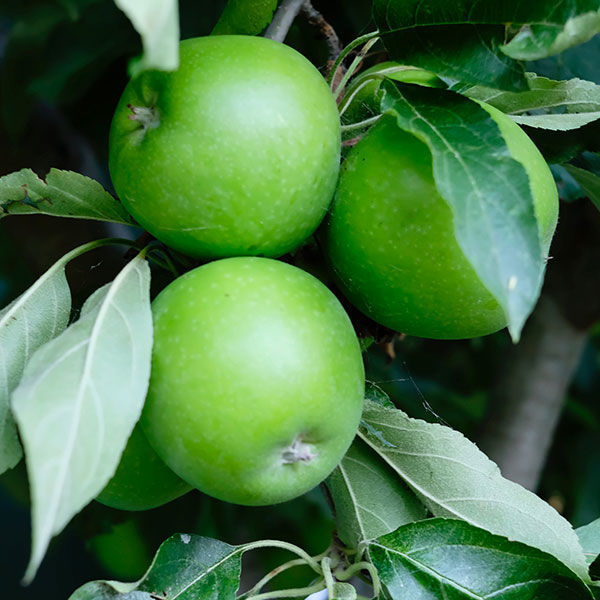 Malus domestica 'Granny Smith' (Semi-Dwarf Apple)