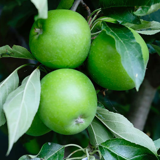 Granny Smith Apple – Determining Ripeness