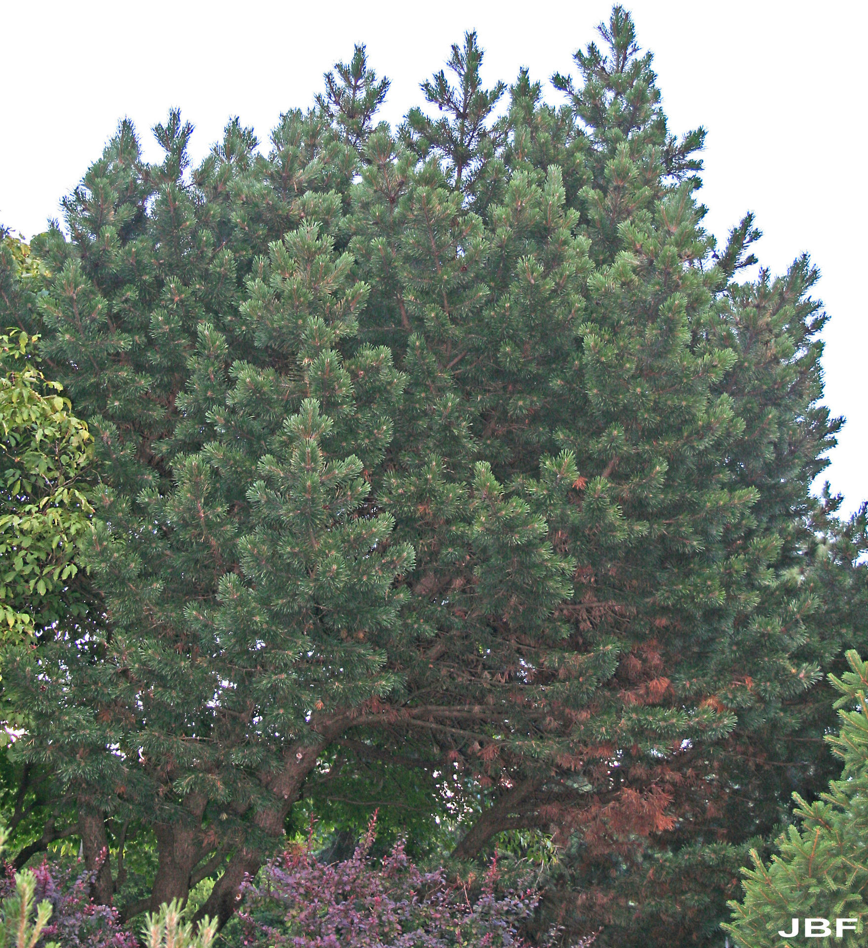 mugo pine. arbor day foundation - buy trees, rain forest friendly