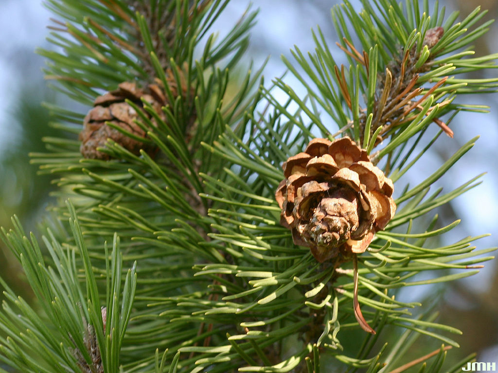 Mugo Pine - Arbor Day Foundation