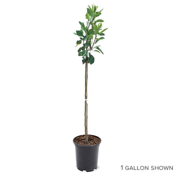 Pineapple Pear Trees for Sale at Arbor Day's Online Tree Nursery ...