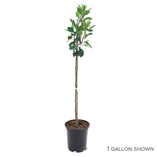 Contender Peach Trees for Sale at Arbor Day's Online Tree Nursery - Arbor  Day Foundation