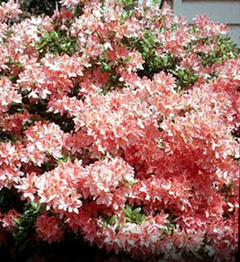 Pink Azaleas Mollis Hybrid - Rhododendron x kosteranum bush