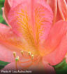 Pink Azalea Mollis Hybrid Closeup