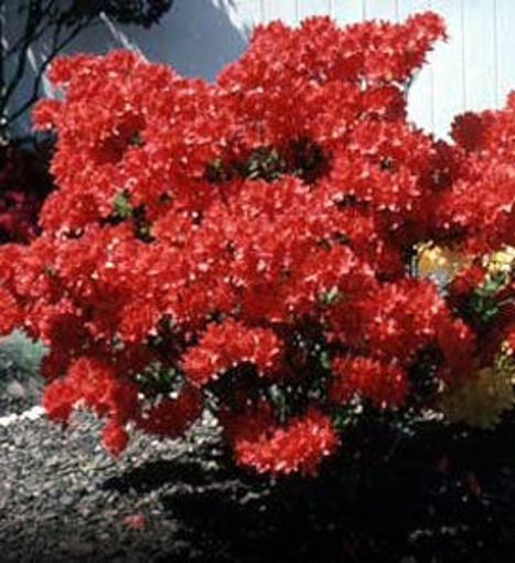 Red Azaleas Mollis Hybrid - Rhododendron x kosteranum bush