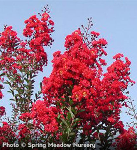 Red Rocket Crapemyrtle shrub - Lagerstroemia indica Whit IV pp#11342