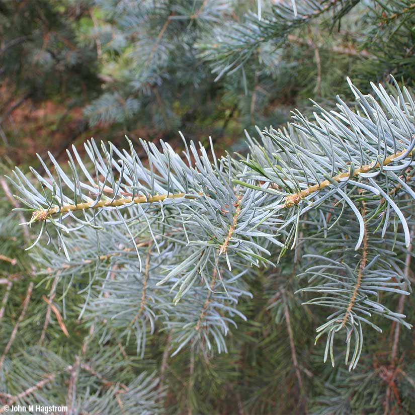 Buy affordable Santa Fe White Fir evergreen trees at our online nursery ...