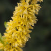 Picture of Show Off® Forsythia