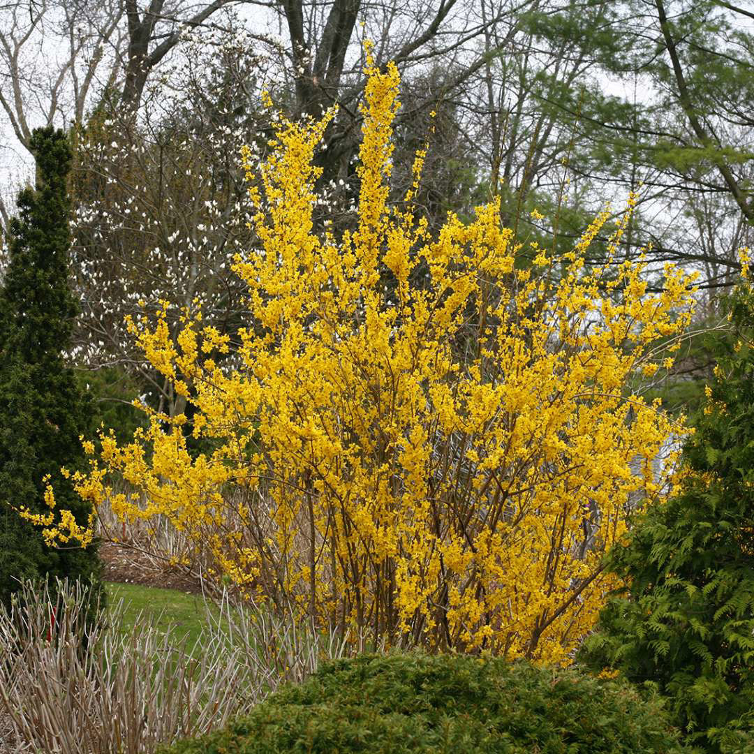 Show Off Forsythia Shrubs for Sale at Arbor Day's Online Tree Nursery