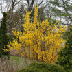 Picture of Show Off® Forsythia