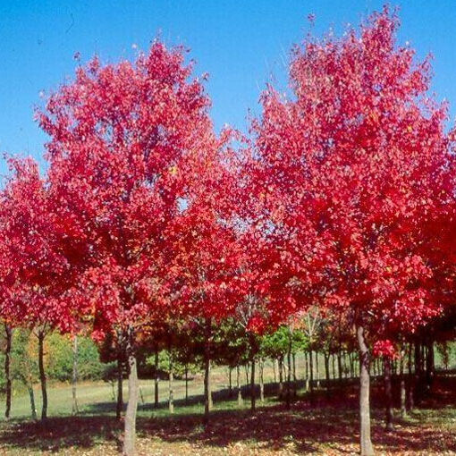 Red Sunset Maple - Acer rubrum "Franksred"