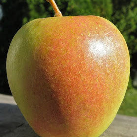 Buy affordable McIntosh Apple trees at our online nursery - Arbor