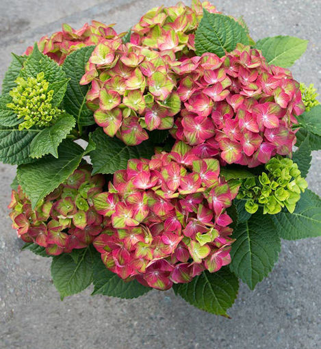 Buy affordable Tilt-A-Swirl Hydrangea-Potted at our online nursery ...