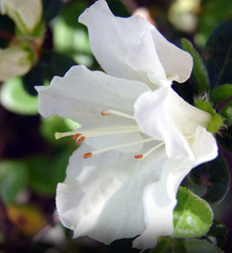 White Azaleas Mollis Hybrid - Rhododendron x kosteranum bushes
