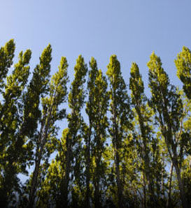 Osmocote Plus  Hybrid Poplar Trees