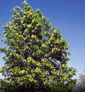 Osmocote Plus  Hybrid Poplar Trees